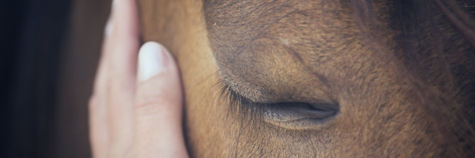MS und Sport Hippotherapie - auf dem Rücken der Pferde