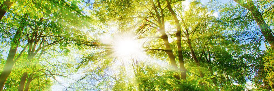 Die Sonne scheint durch das grüne Laub von Bäumen